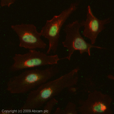 ICC/IF image of ab65090 stained HeLa cells. The cells were fixed with 4% PFA (10 min) and then incubated in 1%BSA / 10% normal Goat serum / 0.3M glycine in 0.1% PBS-Tween for 1h to permeabilise the cells and block non-specific protein-protein interactions. The cells were then incubated with the antibody (ab65090 at 1µg/ml) overnight at +4°C. The secondary antibody (green) was Alexa Fluor® 488 Goat anti-Rabbit IgG (H+L) used at a 1/1000 dilution for 1h. Alexa Fluor® 594 WGA was used to label plasma membranes (red) at a 1/200 dilution for 1h. DAPI was used to stain the cell nuclei (blue). This antibody also gave a positive result in 4% PFA fixed (10 min) MCF7 cells at 1µg/ml. This antibody also gave a positive result in 4% PFA fixed (10 min) MCF7 cells at 1µg/ml.