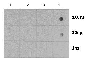 Dot blot analysis labeling Histone H3 (phospho S28).Varied amount of peptide samples were spotted onto positively charged nylon membrane and blotted with ab183767 at 1/5000 dilution.1: Peptide samples of H3S10 un2: Peptide samples of H3S10ph3: Peptide samples of H3S28 un4: Peptide samples of H3S28ph