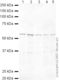 All lanes : Anti-HEXIM1 antibody - ChIP Grade (ab25388) at 1/250 dilutionLane 1 : HeLa (Human epithelial carcinoma cell line) Whole Cell LysateLane 2 : Jurkat (Human T cell lymphoblast-like cell line) Whole Cell LysateLane 3 : A431 (Human epithelial carcinoma cell line) Whole Cell LysateLane 4 : MCF7 (Human breast adenocarcinoma cell line) Whole Cell LysateLane 5 : SHSY-5Y (Human neuroblastoma cell line) Whole Cell LysateLysates/proteins at 10 µg per lane.SecondaryIRDye 680 Conjugated Goat Anti-Rabbit IgG (H+L) at 1/10000 dilution