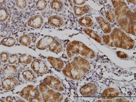 MAN1B1 antibody (ab56931) used in immunohistochemistry at 3ug/ml on formalin fixed and paraffin embedded human stomach.