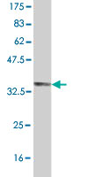 Western blot against tagged recombinant protein immunogen using ab58221 Manic Fringe antibody at 1ug/ml.
