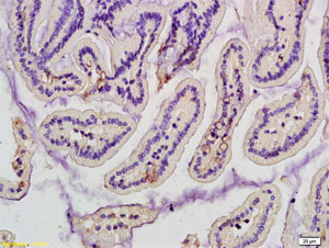 Immunohistochemical analysis of formalin-fixed, paraffin-embedded Rat intestine tissue labeling Mannan Binding Lectin with ab203303 at 1/200 dilution followed by conjugation to the secondary antibody and DAB staining.