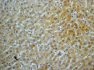 Immunohistochemical analysis of Mannan Binding Lectin in paraffin embedded Human liver tissue, using ab133629 at a dilution of 1/50.
