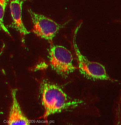 ICC/IF image of ab64693 stained HepG2 cells. The cells were 4% PFA fixed (10 min) and then incubated in 1%BSA / 10% normal Goat serum / 0.3M glycine in 0.1% PBS-Tween for 1h to permeabilise the cells and block non-specific protein-protein interactions. The cells were then incubated with the antibody (ab64693, 1µg/ml) overnight at +4°C. The secondary antibody (green) was Alexa Fluor® 488 Goat anti-Rabbit IgG (H+L) used at a 1/1000 dilution for 1h. Alexa Fluor® 594 WGA was used to label plasma membranes (red) at a 1/200 dilution for 1h. DAPI was used to stain the cell nuclei (blue). This antibody also gave a positive result in 4% PFA fixed (10 min) HeLa, HepG2, Hek293 cells at 1µg/ml, and in 100% Methanol fixed (5 min) HeLa, Hek293, MCF-7 cells at 5µg/ml.