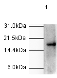 Anti-Histone H3 (phospho T11) antibody - ChIP Grade (ab5168) at 1/500 dilution + Calf thymus histone lysateSecondaryGoat Anti-Rabbit IgG H&L (HRP) (ab6721) at 1/2000 dilutionPerformed under reducing conditions.
