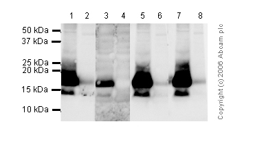 All lanes : Anti-Histone H3 (phospho T11) antibody - ChIP Grade (ab5168) at 1 µg/mlLane 1 : Colcemid treated HeLa Histone prep at 5 µgLane 2 : HeLa (Human epithelial carcinoma cell line) Nuclear Lysate (ab27251) at 20 µgLane 3 : Colcemid treated HeLa Histone prep at 5 µg with Human Histone H3 (phospho T11) peptide (ab24444) at 1 µg/mlLane 4 : HeLa (Human epithelial carcinoma cell line) Nuclear Lysate (ab27251) at 20 µg with Human Histone H3 (phospho T11) peptide (ab24444) at 1 µg/mlLane 5 : Colcemid treated HeLa Histone prep at 5 µg with Human Histone H3 (unmodified ) peptide (ab2903) at 1 µg/mlLane 6 : HeLa (Human epithelial carcinoma cell line) Nuclear Lysate (ab27251) at 20 µg with Human Histone H3 (unmodified ) peptide (ab2903) at 1 µg/mlLane 7 : Colcemid treated HeLa Histone prep at 5 µg with Human Histone H3 (phospho S10) peptide (ab11477) at 1 µg/mlLane 8 : HeLa (Human epithelial carcinoma cell line) Nuclear Lysate (ab27251) at 20 µg with Human Histone H3 (phospho S10) peptide (