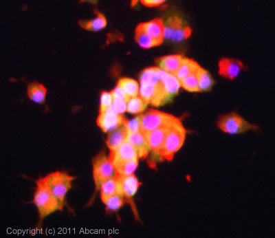 ICC/IF image of ab84936 stained PC12 cells. The cells were 4% formaldehyde (10 min) and then incubated in 1%BSA / 10% normal goat serum / 0.3M glycine in 0.1% PBS-Tween for 1h to permeabilise the cells and block non-specific protein-protein interactions. The cells were then incubated with the antibody (ab84936, 10µg/ml) overnight at +4°C. The secondary antibody (green) was ab96899 Dylight 488 goat anti-rabbit IgG (H+L) used at a 1/250 dilution for 1h. Alexa Fluor® 594 WGA was used to label plasma membranes (red) at a 1/200 dilution for 1h. DAPI was used to stain the cell nuclei (blue) at a concentration of 1.43µM.