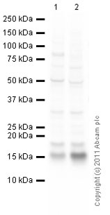 All lanes : Anti-MAP1LC3A antibody (ab84936) at 1 µg/mlLane 1 : Brain (Mouse) Tissue LysateLane 2 : Brain (Rat) Tissue LysateLysates/proteins at 10 µg per lane.SecondaryGoat Anti-Rabbit IgG H&L (HRP) preadsorbed (ab97080) at 1/5000 dilutiondeveloped using the ECL techniquePerformed under reducing conditions.