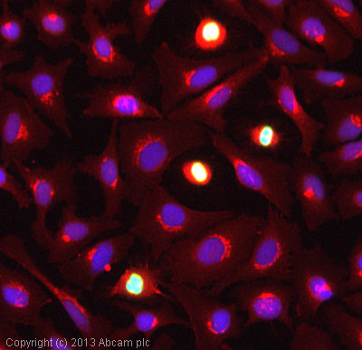 ICC/IF image of ab130940 stained HeLa cells. The cells were 100% methanol fixed (5 min) and then incubated in 1%BSA / 10% normal goat serum / 0.3M glycine in 0.1% PBS-Tween for 1h to permeabilise the cells and block non-specific protein-protein interactions. The cells were then incubated with the antibody (ab130940, 1µg/ml) overnight at +4°C. The secondary antibody (green) was ab96899, a goat anti-rabbit DyLight® 488  (H+L) used at a 1/250 dilution for 1h. Alexa Fluor® 594 WGA was used to label plasma membranes (red) at a 1/200 dilution for 1h. DAPI was used to stain the cell nuclei (blue) at a concentration of 1.43µM.This antibody also gave a positive result in 100% methanol fixed (5 min) Hek293, HepG2 and MCF7 cells at 1µg/ml.
