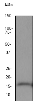Anti-MAP1LC3A antibody [EP1983Y] - Autophagosome Marker (ab52768) at 1/10000 dilution + Hela cell lysate at 10 µgSecondaryGoat anti-rabbit HRP labeled at 1/2000 dilution