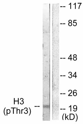All lanes : Anti-Histone H3 (phospho T3) antibody (ab53762) at 1/500 dilutionLane 1 : HuvEc cell extracts, treated with Serum (20%, 30mins)Lane 2 : HuvEc cell extracts, treated with Serum (20%, 30mins) with immunising peptide