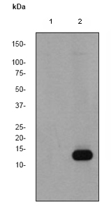 All lanes : Anti-Histone H3 (phospho T3) antibody [EP1702Y] (ab78351) at 1/500000 dilutionLane 1 : HeLa cell lysatesLane 2 : HeLa cell lysates treated with FBS + Calyculin A.Lysates/proteins at 10 µg per lane.SecondaryHRP labelled goat anti-rabbit at 1/2000 dilution