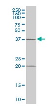 Anti-MAP3K12 binding inhibitory protein 1 antibody (ab169447) at 1 µg/ml + Human pancreas tissue lysate at 50 µg