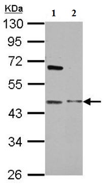 All lanes : Anti-MAP3K12 binding inhibitory protein 1 antibody (ab154623) at 1/1000 dilutionLane 1 : 293T whole cell lysateLane 2 : HepG2 whole cell lysateLysates/proteins at 30 µg per lane.