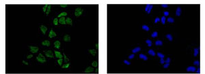 Immunofluorescence analysis of HeLa cells labeling MAP3K12 binding inhibitory protein 1 with ab186750 at 1/500 dilution. Secondary antibody: Goat anti rabbit IgG (Alexa Fluor® 488). Fixative: 4% paraformaldehyde. Counter stain: Dapi (blue).
