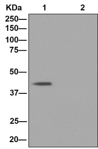 Western blot analysis on immunoprecipitation pellet from (Lane 1) 293T cell lysate or (Lane 2) 1XPBS (negative control) using ab181040 at 1/10 dilution for IP, and HRP-conjugated anti-rabbit IgG preferentially detecting the non-reduced form of rabbit IgG.