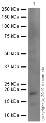 Anti-Histone H3 (phospho T6) antibody - ChIP Grade (ab14102) at 1 µg + HeLa Histone Preparation Nuclear Lysate - Colcemid-treated at 2.5 µgSecondaryGoat Anti-Rabbit IgG H&L (HRP) (ab97051) at 1/50000 dilutiondeveloped using the ECL techniquePerformed under reducing conditions.
