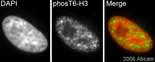 ab14102 staining Histone H3 in HeLa cells, by ICC/IF, in conjunction with a secondary goat anti-rabbit antibody conjugated to Cy3® (green). Cells counterstained with DAPI to show the nucleus (red).See Abreview