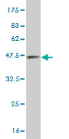 Western blot against tagged recombinant protein immunogen using ab57450 MAPK11 antibody at 1ug/ml.