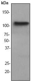 Anti-MAPK6 antibody [EP1720Y] (ab53277) at 1/1000 dilution + HeLa cell lysate at 10 µgSecondaryGoat anti-Rabbit HRP labeled at 1/2000 dilution