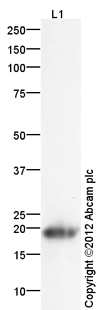 Anti-Histone H3 (symmetric di methyl R26) antibody (ab127095) at 1 µg/ml + Calf Thymus Histone Preparation Nuclear Lysate at 0.25 µgSecondaryGoat Anti-Rabbit IgG H&L (HRP) (ab97051) at 1/10000 dilutiondeveloped using the ECL techniquePerformed under reducing conditions.