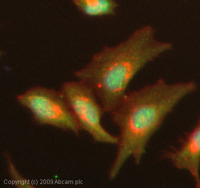 ICC/IF image of ab63378 stained HeLa cells. The cells were 100% methanol fixed (5 min) and then incubated in 1%BSA / 10% normal goat serum / 0.3M glycine in 0.1% PBS-Tween for 1h to permeabilise the cells and block non-specific protein-protein interactions. The cells were then incubated with the antibody (ab63378, 1µg/ml) overnight at +4°C. The secondary antibody (green) was Alexa Fluor® 488 goat anti-rabbit IgG (H+L) used at a 1/1000 dilution for 1h. Alexa Fluor® 594 WGA was used to label plasma membranes (red) at a 1/200 dilution for 1h. DAPI was used to stain the cell nuclei (blue) at a concentration of 1.43µM.