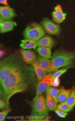 ICC/IF image of ab64972 stained MCF7 cells. The cells were 100% methanol fixed (5 min) and then incubated in 1%BSA / 10% normal goat serum / 0.3M glycine in 0.1% PBS-Tween for 1h to permeabilise the cells and block non-specific protein-protein interactions. The cells were then incubated with the antibody (ab64972, 1µg/ml) overnight at +4°C. The secondary antibody (green) was Alexa Fluor® 488 goat anti-rabbit IgG (H+L) used at a 1/1000 dilution for 1h. Alexa Fluor® 594 WGA was used to label plasma membranes (red) at a 1/200 dilution for 1h. DAPI was used to stain the cell nuclei (blue) at a concentration of 1.43µM.