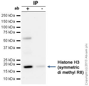 Histone H3 was immunoprecipitated using 0.5mg Calf thymus histone whole cell extract, 5µg of Rabbit polyclonal to Histone H3 and 50µl of protein G magnetic beads (+). No antibody was added to the control (-).The antibody was incubated under agitation with Protein G beads for 10min, Calf thymus histone whole cell extract lysate diluted in RIPA buffer was added to each sample and incubated for a further 10min under agitation.Proteins were eluted by addition of 40µl SDS loading buffer and incubated for 10min at 70°C; 10µl of each sample was separated on a SDS PAGE gel, transferred to a nitrocellulose membrane, blocked with 5% BSA and probed with ab130740.Secondary: Clean-Blot IP Detection Reagent (HRP) at 1/500 dilution.Band: 15kDa; Histone H3