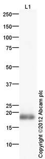 Anti-Histone H3 (symmetric di methyl R8) antibody (ab130740) at 1 µg/ml + Calf Thymus Histone Preparation Nuclear Lysate at 0.25 µgSecondaryGoat Anti-Rabbit IgG H&L (HRP) (ab97051) at 1/10000 dilutiondeveloped using the ECL techniquePerformed under reducing conditions.