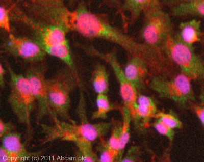 ICC/IF image of ab77585 stained HepG2 cells. The cells were 4% PFA fixed (10 min) and then incubated in 1%BSA / 10% normal goat serum / 0.3M glycine in 0.1% PBS-Tween for 1h to permeabilise the cells and block non-specific protein-protein interactions. The cells were then incubated with the antibody (ab77585, 5µg/ml) overnight at +4°C. The secondary antibody (green) was ab96899 Dylight® 488 goat anti-rabbit IgG (H+L) used at a 1/250 dilution for 1h. Alexa Fluor® 594 WGA was used to label plasma membranes (red) at a 1/200 dilution for 1h. DAPI was used to stain the cell nuclei (blue) at a concentration of 1.43µM.