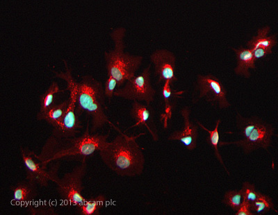 ICC/IF image of ab130740 stained HepG2 cells. The cells were 100% methanol fixed (5 min) and then incubated in 1%BSA / 10% normal goat serum / 0.3M glycine in 0.1% PBS-Tween for 1h to permeabilise the cells and block non-specific protein-protein interactions. The cells were then incubated with the antibody ab130740 at 1µg/ml overnight at +4°C. The secondary antibody (green) was DyLight® 488 goat anti- rabbit (ab96899) IgG (H+L) used at a 1/1000 dilution for 1h. Alexa Fluor® 594 WGA was used to label plasma membranes (red) at a 1/200 dilution for 1h. DAPI was used to stain the cell nuclei (blue) at a concentration of 1.43µM.
