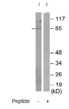 All lanes : Anti-MARK1 antibody (ab70128) at 1/500 dilutionLane 1 : Extracts from HeLa cellsLane 2 : Extracts from HeLa cells with immunising peptide at 10 µgLysates/proteins at 30 µg per lane.