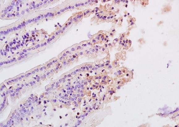 Immunohistochemical amalysis of formalin-fixed and paraffin embedded rat ileum tissue labeling MASP2 using ab203241 at 1/200 dilution, followed by conjugation to the secondary antibody and DAB staining.