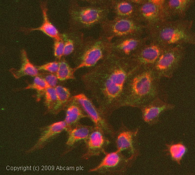 ICC/IF image of ab65136 stained Hek293 cells. The cells were 100% methanol fixed (5 min) and then incubated in 1%BSA / 10% normal goat serum / 0.3M glycine in 0.1% PBS-Tween for 1h to permeabilise the cells and block non-specific protein-protein interactions. The cells were then incubated with the antibody (ab65136, 1µg/ml) overnight at +4°C. The secondary antibody (green) was Alexa Fluor® 488 goat anti-rabbit IgG (H+L) used at a 1/1000 dilution for 1h. Alexa Fluor® 594 WGA was used to label plasma membranes (red) at a 1/200 dilution for 1h. DAPI was used to stain the cell nuclei (blue) at a concentration of 1.43µM.