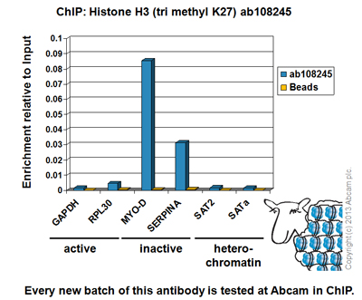 Chromatin was prepared from HeLa cells according to the Abcam X-ChIP protocol. Cells were fixed with formaldehyde for 10 minutes. The ChIP was performed with 25µg of chromatin, 2µg of ab108245 (blue), and 20µl of Protein A/G sepharose beads. No antibody was added to the beads control (yellow). The immunoprecipitated DNA was quantified by real time PCR (Taqman approach for active and inactive loci, Sybr green approach for heterochromatic loci). Primers and probes are located in the first kb of the transcribed region.