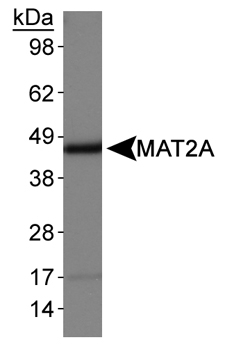 Anti-MAT2A antibody (ab77471) at 1 µg/ml + HepG2 whole cell lysate