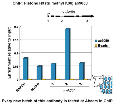 Chromatin was prepared from U2OS cells according to the Abcam X-ChIP protocol. Cells were fixed with formaldehyde for 10min. The  ChIP was performed with 25µg of chromatin, 2µg of ab9050 (blue), and 20µl of Protein A/G sepharose beads. No antibody was added to the beads control (yellow). The immunoprecipitated DNA was quantified on the GAPDH (active) and MYO-D (inactive) promoters and over the ý-Actin gene (active). Schematic diagram of the ý-Actin gene is shown on the top of the figure. Black boxes represent exons and thin lines represent introns. PCR products are depicted as bars under the gene.
