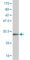 Western blot against tagged recombinant protein immunogen using ab56536 MATH5 antibody at 1ug/ml.