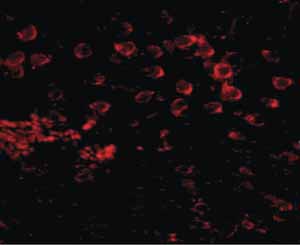 Immunofluorescence of Matrilin 4 in mouse brain tissue with ab106379 at 20 ug/mL.