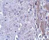 ab106379, at 2.5 µg/ml, staining Matrilin 4 in Mouse brain tissue by Immunohistochemistry.