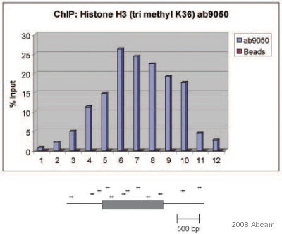 ChIP using ab9050 at the Pho4 locus in S. pombe. Chromatin extract from S.pombe cells was incubated with 5 ug of ab9050 overnight, and then incubated with Protein A beads for 1 hour. The immunoprecipitated DNA was quantified at the Pho4 locus by RT-PCR. No antibody was added to the beads control (red bars). A schematic diagram of the pho4 gene is shown below the graph. The grey box represents the open reading frame and PCR products are depicted by horizontal arrows. Please see anonymous abreview submitted on 29 October 2008 for additional details.See Abreview