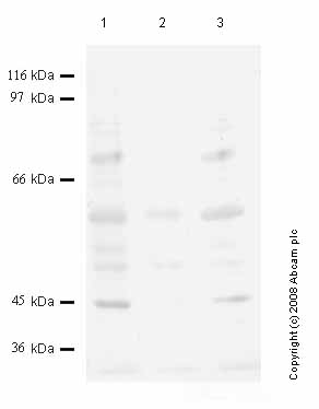All lanes : Anti-Matriptase 2 antibody (ab59782) at 1/1000 dilutionLane 1 : Cell media from human embryonic kidney HEK293 cells (treated with SF) Lane 2 : Cell media from human embryonic kidney HEK293 cells (treated with TPA) Lane 3 : Cell media from human embryonic kidney HEK293 cells (treated with ILA-1 alpha) Lysates/proteins at 20 µl per lane.