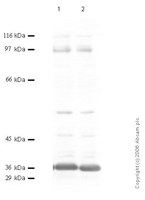 All lanes : Anti-Matriptase 2 antibody - Catalytic domain (ab56182) at 1/1000 dilutionLane 1 : Cell media from human amnion-derived WISH cellsLane 2 : Cell media from human amnion-derived WISH cells