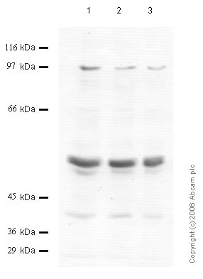 All lanes : Anti-Matriptase 2 antibody - Cytoplasmic domain (ab56180) at 1/1000 dilutionLane 1 : Cell media from human embryonic kidney HEK293 cellsLane 2 : Cell media from human embryonic kidney HEK293 cellsLane 3 : Cell media from human embryonic kidney HEK293 cells