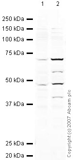 All lanes : Anti-MAVS antibody (ab25084) at 1 µg/mlLane 1 : HeLa (Human epithelial carcinoma cell line) Whole Cell Lysate Lane 2 : Jurkat (Human T cell lymphoblast-like cell line) Whole Cell Lysate Lysates/proteins at 10 µg per lane.SecondaryIRDye 680 Conjugated Goat Anti-Rabbit IgG (H+L) at 1/10000 dilutionPerformed under reducing conditions.
