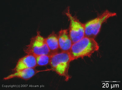 ICC/IF image of ab25084 stained human HEK293 cells. The cells were PFA fixed (10 min) and incubated with the antibody (ab25084, 1µg/ml) for 1h at room temperature. The secondary antibody (green) was Alexa Fluor® 488 goat anti-rabbit IgG (H+L) used at a 1/1000 dilution for 1h. Image-iTTM FX Signal Enhancer was used to quench autofluorescence. 5% BSA (in TBS-T) was used for all other blocking steps. DAPI was used to stain the cell nuclei (blue). Alexa Fluor® 594 WGA was used to label plasma membranes (red).