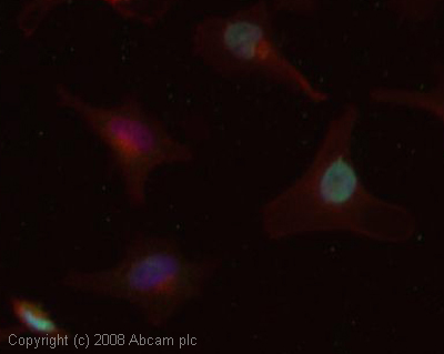 ICC/IF image of ab37926 stained human HeLa cells. The cells were 4% PFA fixed (10 min), permabilised in 0.1% PBS-Tween (20 min) and incubated with the antibody (ab37926, 1µg/ml) for 1h at room temperature. 1%BSA / 10% normal goat serum / 0.3M glycine was used to block non-specific protein-protein interactions. The secondary antibody (green) was Alexa Fluor® 488 goat anti-rabbit IgG (H+L) used at a 1/1000 dilution for 1h. Alexa Fluor® 594 WGA was used to label plasma membranes (red). DAPI was used to stain the cell nuclei (blue). This antibody also gave a positive IF result in HEK 293, HepG2 and MCF7 cells.  However, this Fast-Track antibody is not yet fully characterised.  This image represents inconclusive preliminary data.