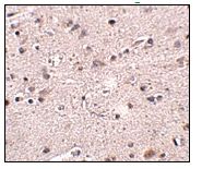ab106596, at 2.5 µg/ml, staining MC4 Receptor in Human brain tissue by Immunohistochemistry.