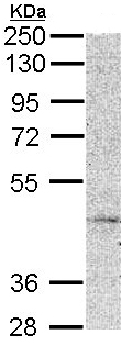 Anti-MC5 Receptor antibody (ab96049) at 1/1000 dilution + HeLa whole cell lysate at 30 µg