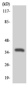 Anti-MC5 Receptor antibody (ab137290) at 1/500 dilution + HeLa cell lysate at 30 µg